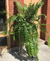 Macho Fern 