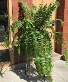 Macho Fern 