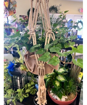 Macrame Hanging Ivy Plant  