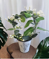 Madagascar Jasmine Hoop Potted Plant