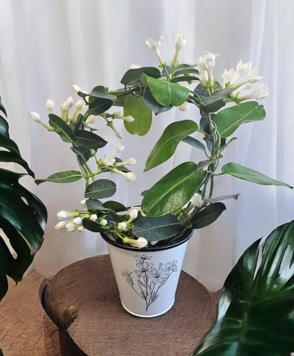 Madagascar Jasmine Hoop Potted Plant