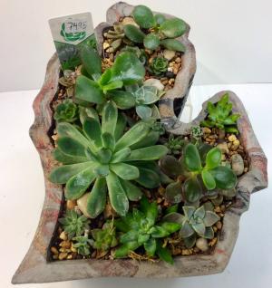 Made in Michigan Succulent Planter in Troy, MI | DELLA'S MAPLE LANE FLORIST Made in Michigan Succulent Planter in Troy, MI | DELLA'S MAPLE LANE FLORIST