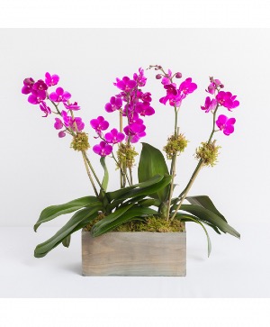 MAGENTA ORCHID 