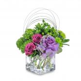 Magenta Shelter Arrangement