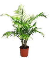 Magesty Palms - 54" Plants