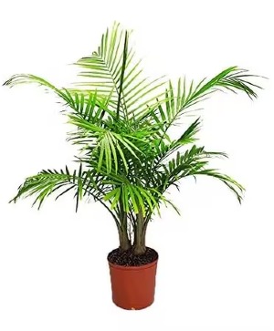 Magesty Palms - 54" Plants