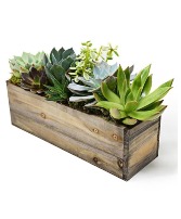 Magic Box of Succulents 