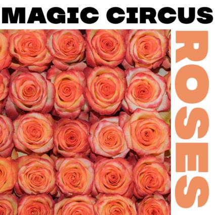 Magic Circus Roses Roses Vased
