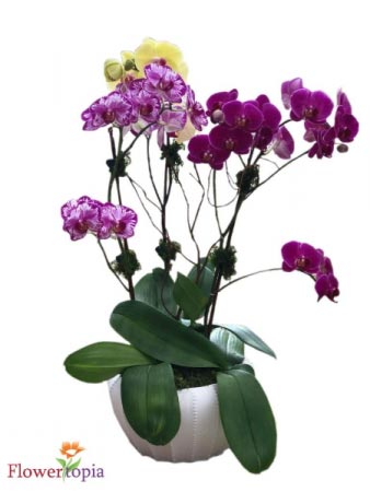 Magical Orchid Plant Orchid Plant in Miami, FL | FLOWERTOPIA