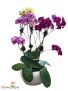 Magical Orchid Plant Orchid Plant