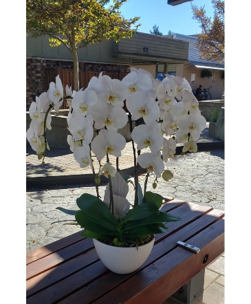 Magnificant Beauty Orchid Planter in Delta, BC | FLOWERS BEAUTIFUL