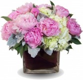 Magnificent Peonies Cut flowers
