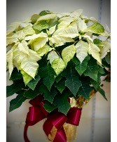 Magnificent White  Poinsettia 