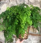 Maidenhair Fern Potted Plant 