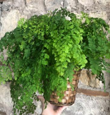Maidenhair Fern Potted Plant  in Cambridge, ON | KELLY GREENS FLOWERS & GIFT SHOP