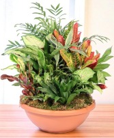 Majestic Garden Dish Garden