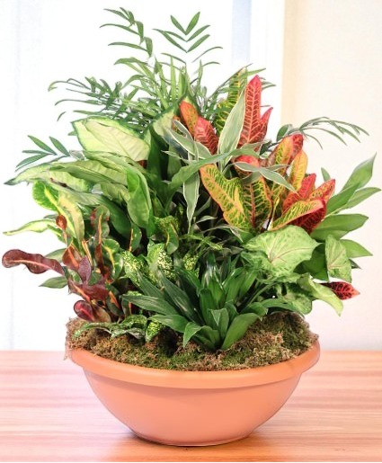 Majestic Garden Dish Garden