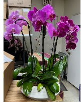Majestic Purple Orchid Garden 