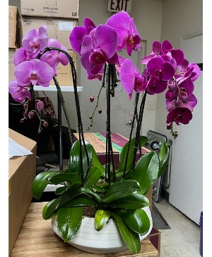 Majestic Purple Orchid Garden 