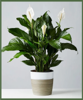 Majestic Peace Lily Best Seller!