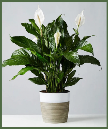 Majestic Peace Lily Easy Care Plant in Arlington, TX | Erinn's Creations Florist