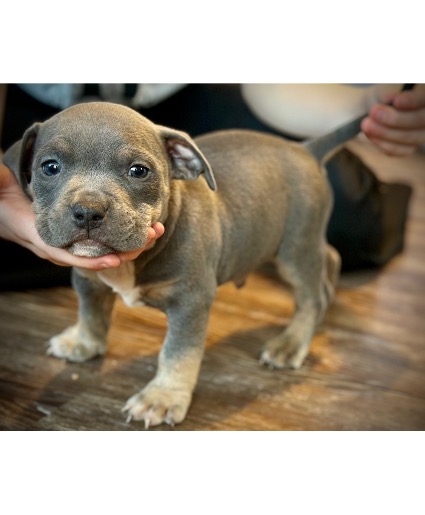 Male 3 ABKC Registered standard American Bully