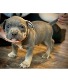 Male 3 ABKC Registered standard American Bully