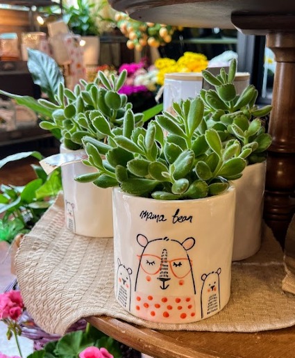 Mama Bear Succulent
