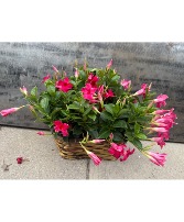 Mandevilla basket flowering outdoor annual plant