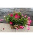Mandevilla basket flowering outdoor annual plant