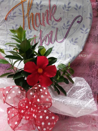 Mandevilla Blooms Administrative Assistance Day