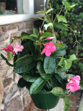 Mandevilla Hanging Basket Pink Sun- Greenhouse