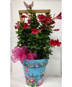 MANDEVILLA IN DECORATIVE CONTAINER 
