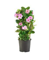 Mandevilla on trellis Call for Available colors
