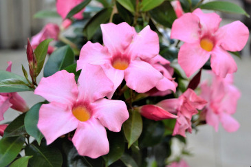 Mandevilla Outdoor Plant in Sparta, NC | SPARTA FLORIST