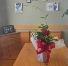 Mandevilla Plant