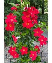 Mandevilla Plant 
