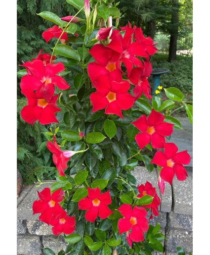 Mandevilla Plant