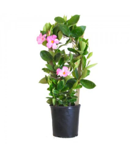 MANDEVILLA PLANT Mothers Day Only