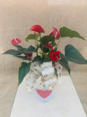 Many Hearts Anthurium Blooming Plant