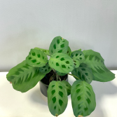 Maranta Leuconeura Kerchoveana 'Prayer Plant' Pick-up Only