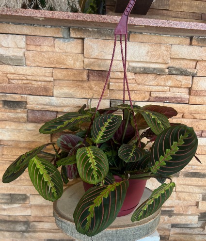 Maranta Red Prayer Plant Plant