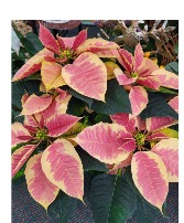 Marble Beauty Poinsettia 