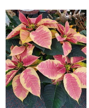 Marble Beauty Poinsettia 
