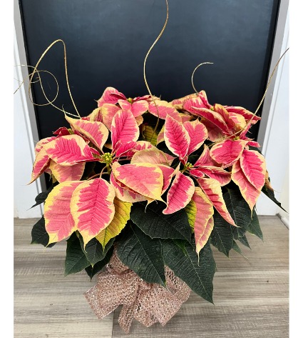 marble big-show poinsettia 