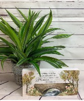 Marble Paver with 6inch green plant 