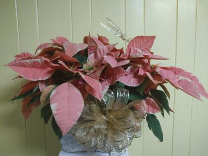 Marble pink poinsettia