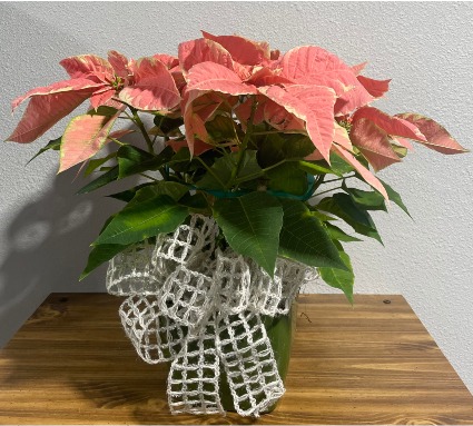 Marble Poinsettia  Blooming plants