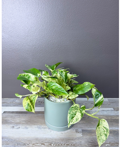 Marble Pothos 