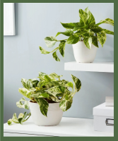 MARBLE QUEEN POTHOS 